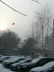 Columba livia domestica