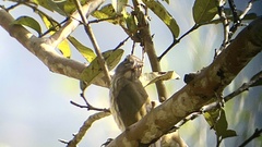 Saltator striatipectus