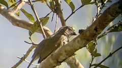 Saltator striatipectus