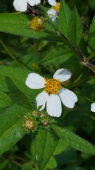 Bidens alba