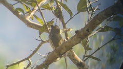 Saltator striatipectus