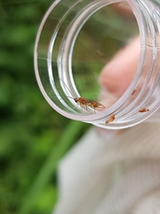 Meteorus pulchricornis