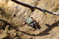 Parasesarma erythodactylum