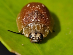 Paropsis aegrota