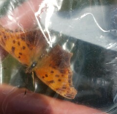 Polygonia comma