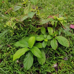 Ficus hispida