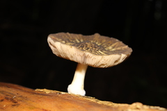 Pluteus readiarum