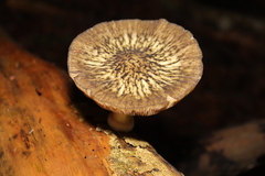 Pluteus readiarum