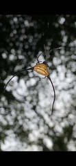 Macracantha arcuata