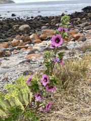 Malva arborea