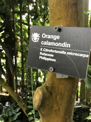 Citrus × microcarpa