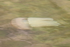 Catostylus mosaicus