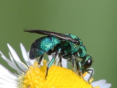Chrysidoidea