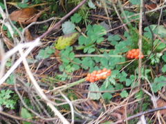 Arum maculatum