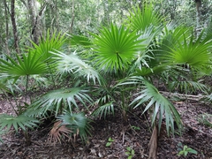 Thrinax radiata