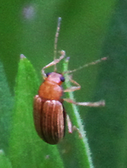 Colaspis brunnea