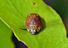 Paropsis aegrota