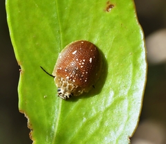 Paropsis aegrota