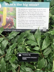 Amorphophallus albispathus