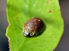 Paropsis aegrota