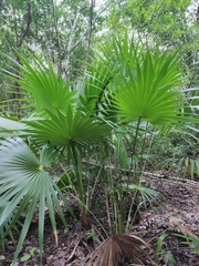 Thrinax radiata