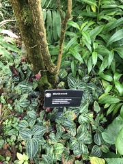 Aristolochia arborea