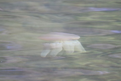 Catostylus mosaicus