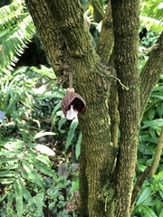 Aristolochia arborea