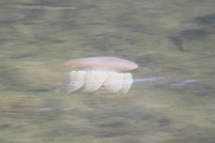 Catostylus mosaicus