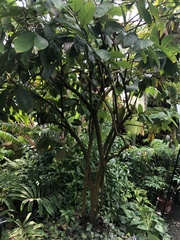 Aristolochia arborea