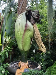 Amorphophallus titanum