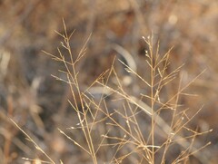 Panicum virgatum