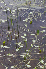Sagittaria cuneata
