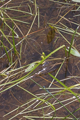 Sagittaria cuneata