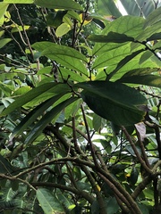 Aristolochia arborea