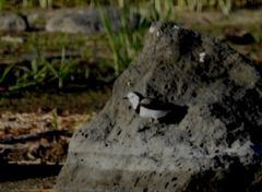Epthianura albifrons