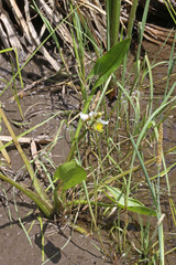 Sagittaria cuneata