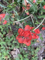 Castilleja nervata