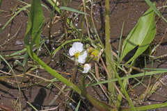 Sagittaria cuneata