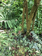 Aristolochia arborea