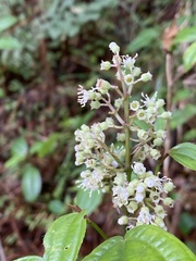 Ceanothus americanus