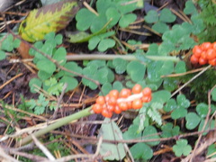 Arum maculatum