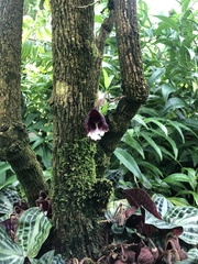 Aristolochia arborea
