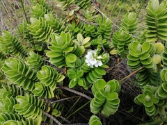 Veronica elliptica