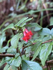 Fuchsia microphylla