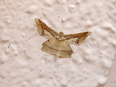 Krananda latimarginaria