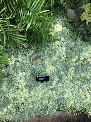 Fittonia albivenis