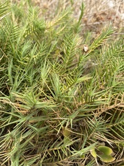 Distichlis distichophylla