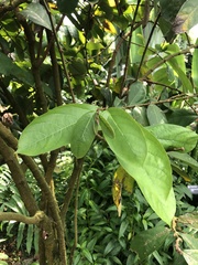 Aristolochia arborea