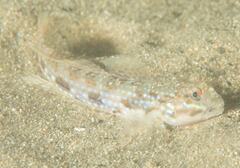 Istigobius hoesei